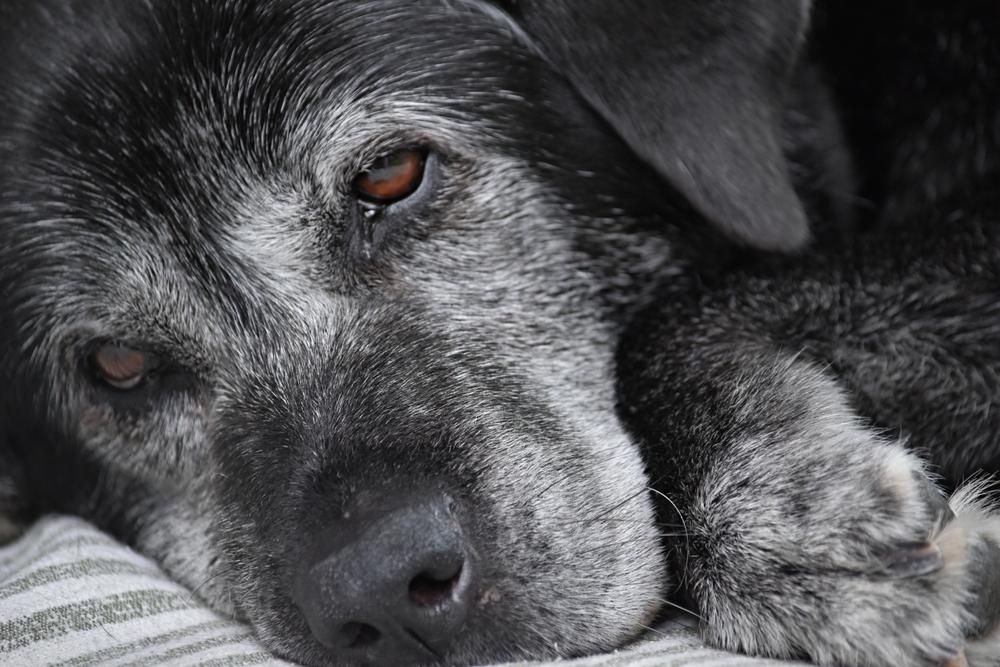 old black and grey dog
