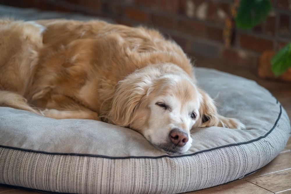old golden retriever laying down on its bed