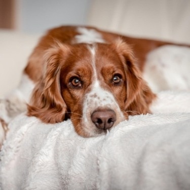 A dog lies on a bed.