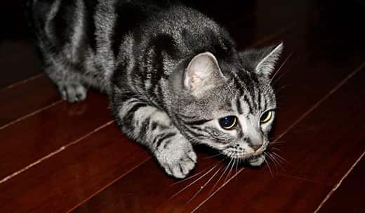 gray-tabby-cat-ready-to-pounce-SW Gray spotted cat on hardwood floor in the pounce position.