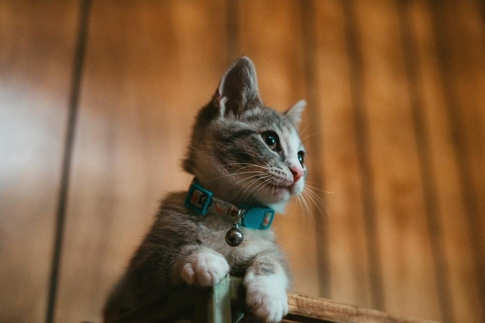cat with a blue collar sitting alone