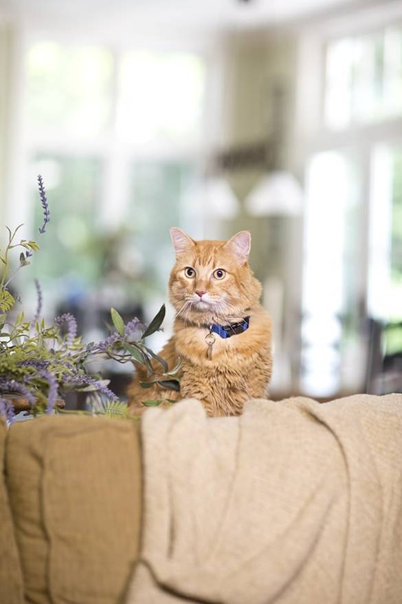 Orange tabby sitting behind tan couch next to lilac plant