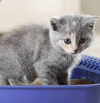 A kitten stands in a litter box