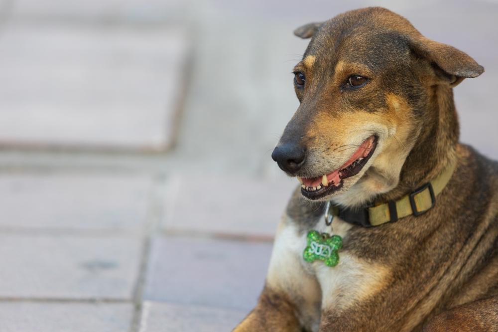 scared brown dog with a green tag on the collar