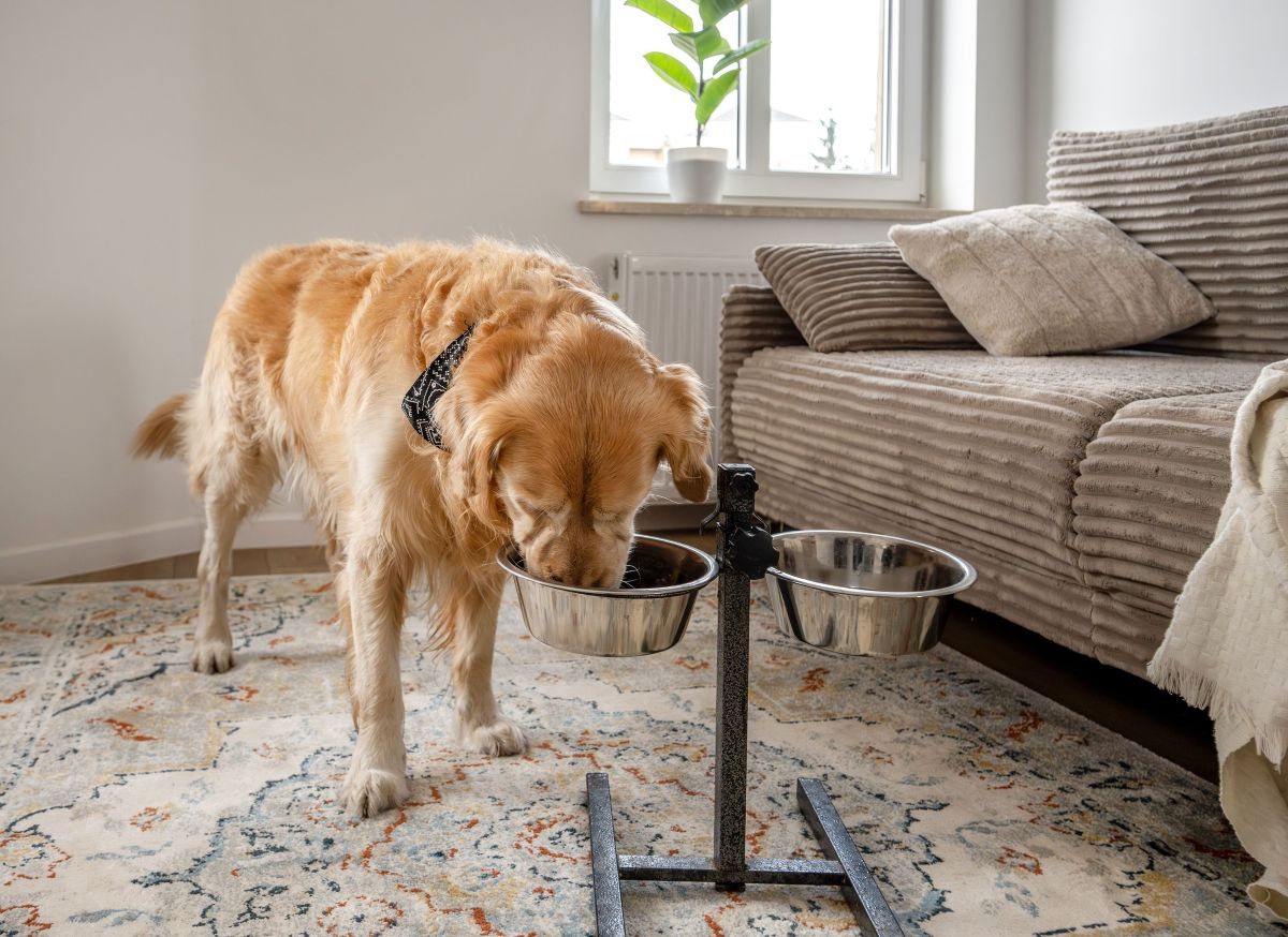 Golden retriever eating out of raised dog food bowl