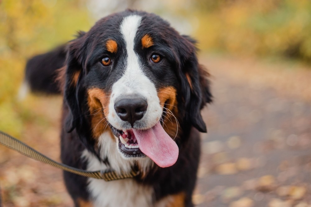 Happy dog on a leash