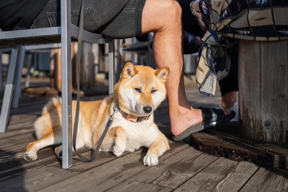 shiba inu dog laying on a wooden floor