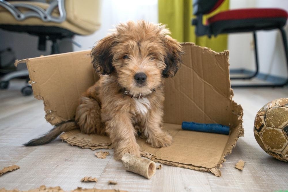 small dog playing with toys and cardboard