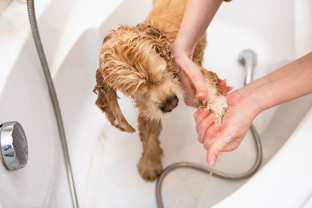dog-owner-bathing-the-dog dog-owner-bathing-the-dog