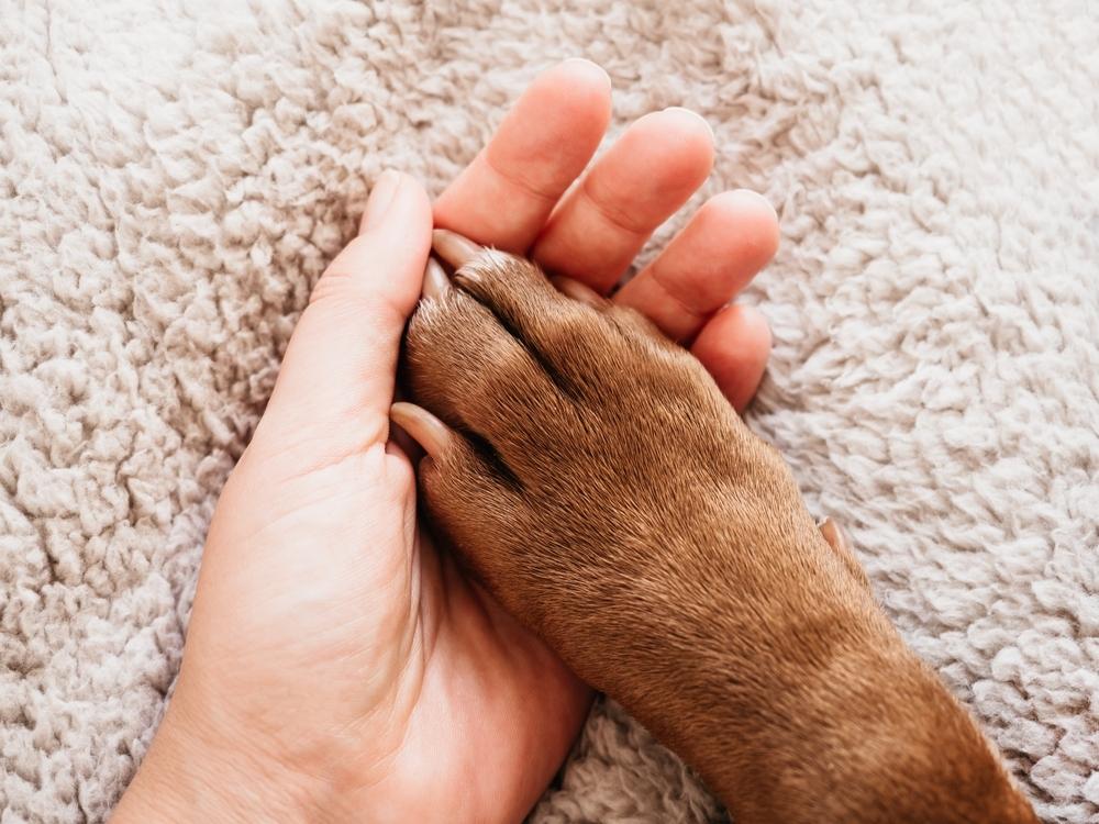 dog-owner-with-paw-in-hand dog-owner-with-paw-in-hand