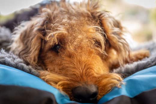 airedale-terrier-laying-down-SW