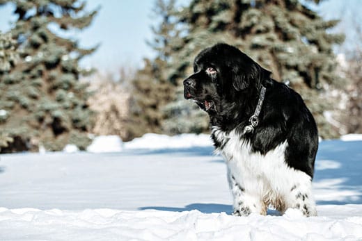 Black and white Newfoundland on the road with snowy trees.