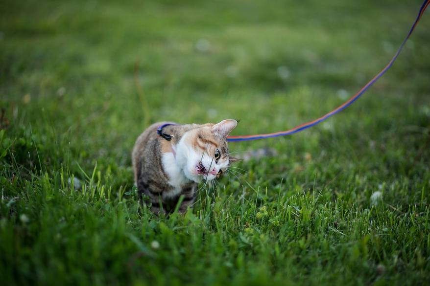 Tabby cat on a purple leash licking a blade of grass.