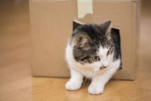 Cat pokes head and front legs out of a cut-out hole in the side of a cardboard box.