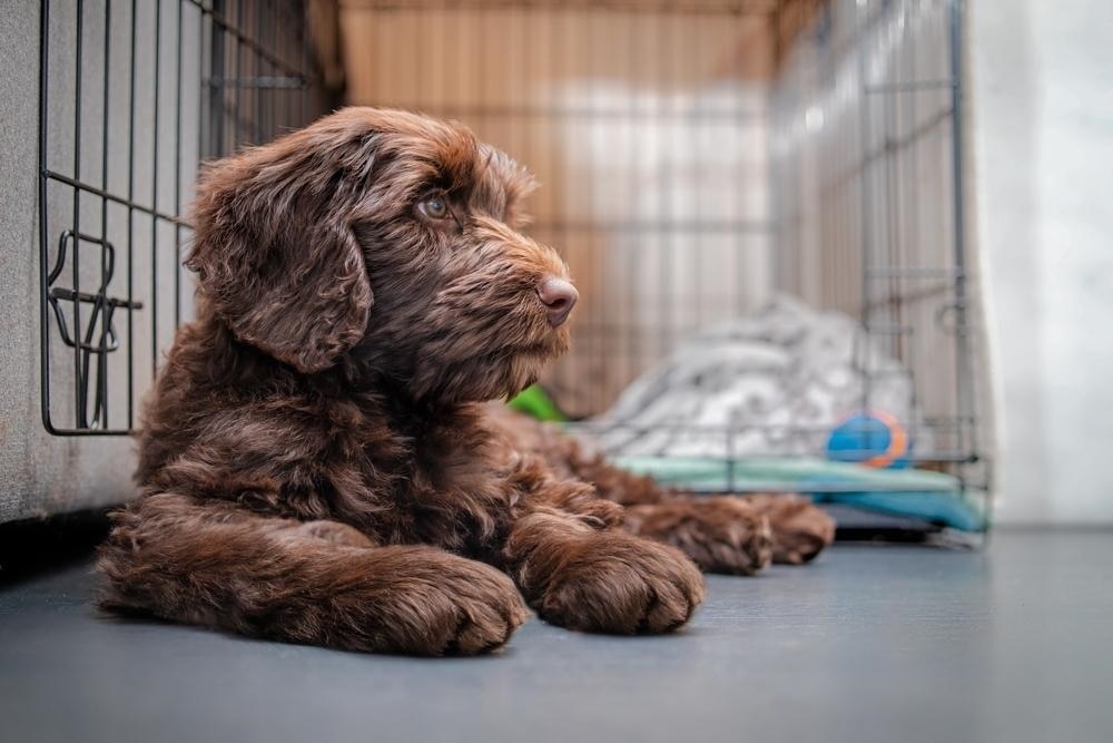 curly brown dog laying down on the floor