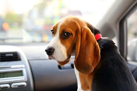 Young beagle look back askance, cute but sad muzzle of juvenile doggy, sitting on front seat of small car. Pensive black eyes and long ears Young beagle look back askance, cute but sad muzzle of juvenile doggy, sitting on front seat of small car. Pensive black eyes and long ears