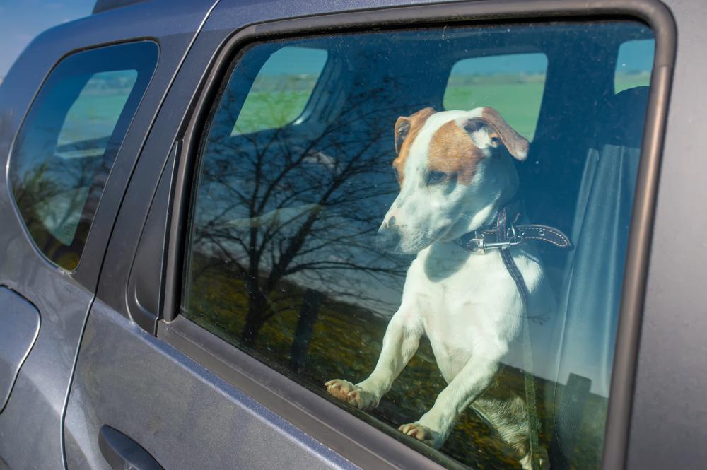 a dog looking out from a closed car window