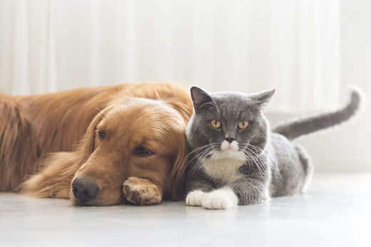 gray-cat-golden-retriever-snuggles-SW Gray cat snuggles up next to golden retriever.