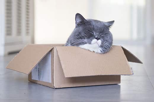 Round gray and white cat sleeps with head out of cardboard box.