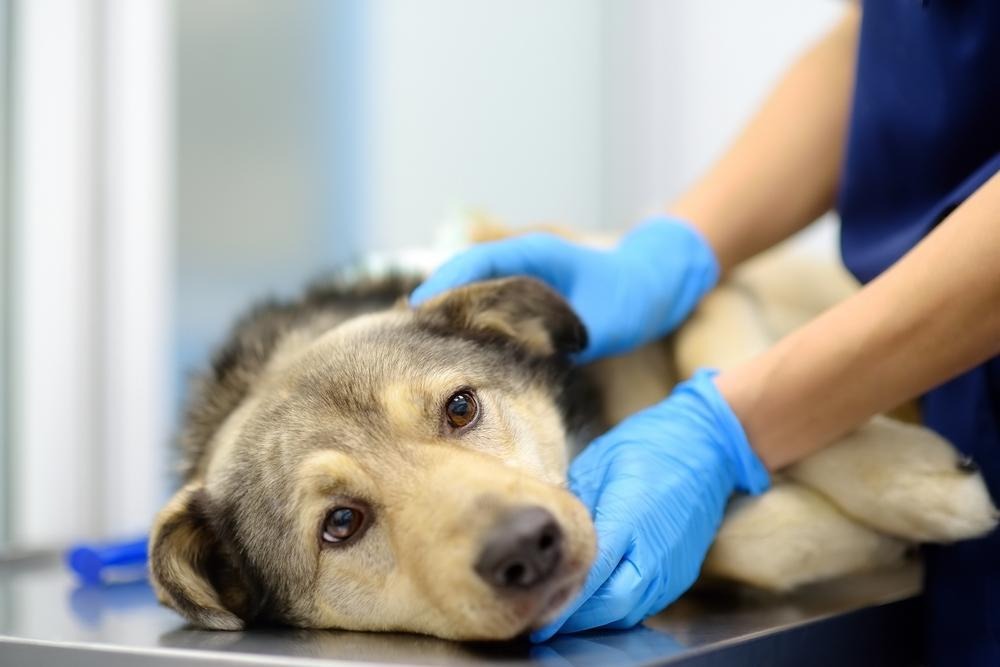 A sick dog at the vet