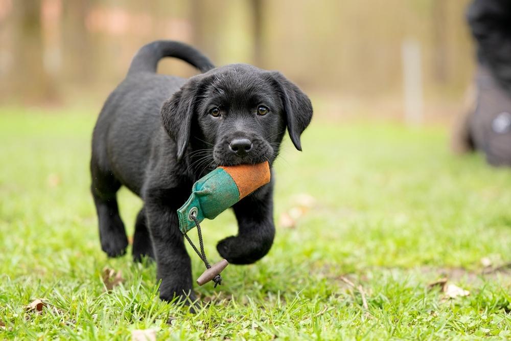 A black labrador puppy with a toy in the mouth
