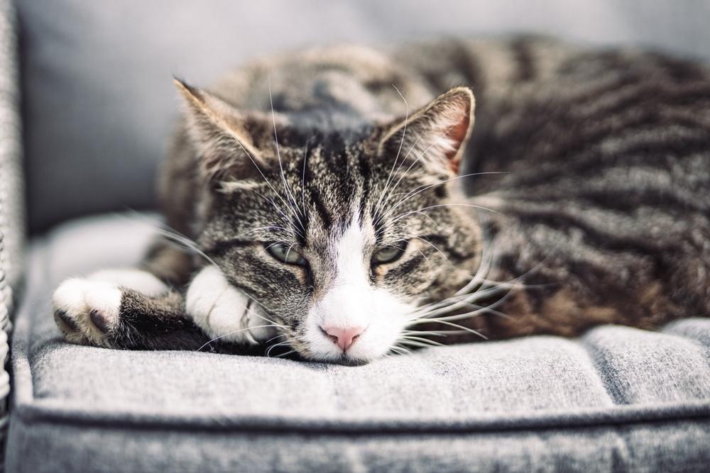 Cat sleeping on a sofa