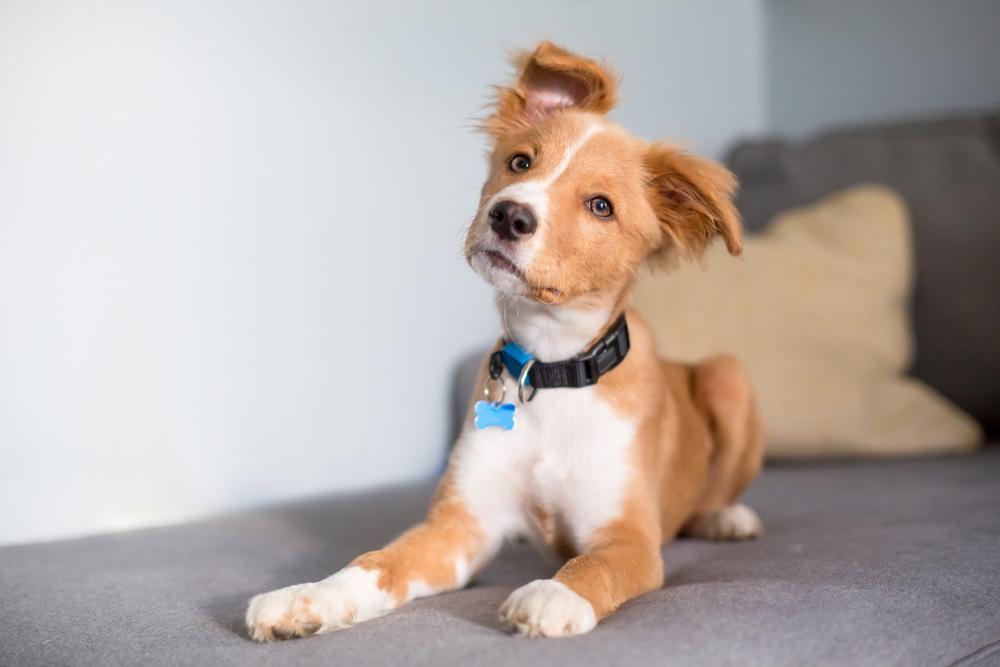 A curious puppy sitting on a couch
