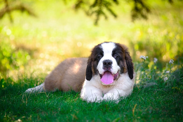 puppy resting on grass