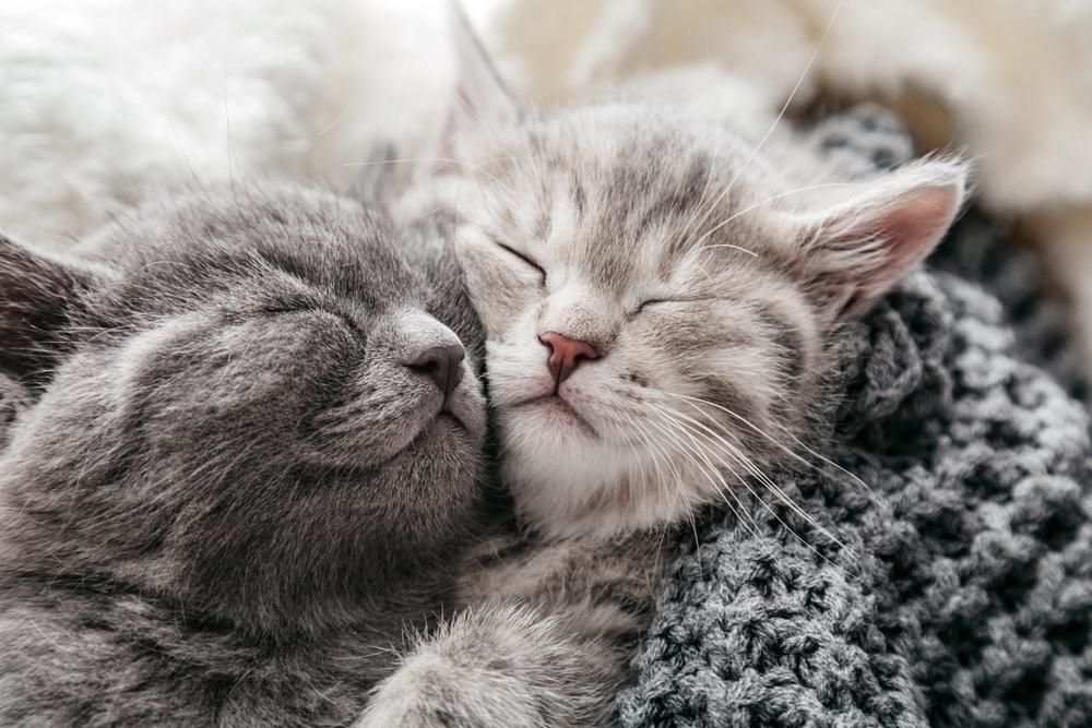 two kittens lying down on a gray blanket